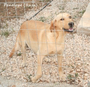 Penelope's surprise pregnancy at the shelter threw quite a wrench into her re-homing and travel plans