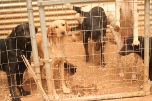Life in a group pen at the shelter was not always easy for Penelope.
