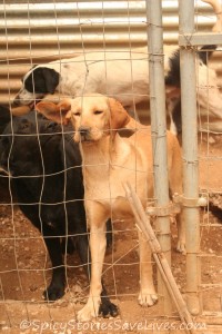 Most of the other dogs in Penelope's group pen seemed very sweet, but the dynamics might change when she and the pointer went into labor, gave birth, and had puppies to raise.