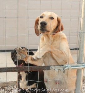 'Can you help us?'