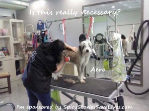 My day at the Pet Spa in Kefalonia. They trimmed off my hair! Well, I guess I was starting to look kind of like a hippie. Photo by Themis Kavvadias