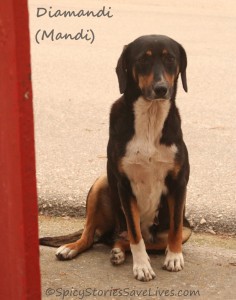 The day I returned from Athens, this sweet but scared and sick girl was waiting literally on my doorstep. She was one of many rescues who kept me 'stuck' on the island that year.