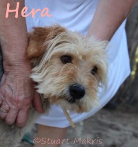 Rescue Diva sponsoree adopted! Dumped Greek dog Hera finds a home thanks to Graeske Hunde group