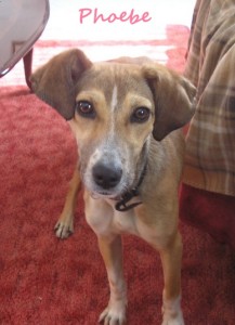 My foster buddy Phoebe was partly sponsored by Spicy Stories Save Lives. She is in a new foster home in Germany now, looking for her forever home.