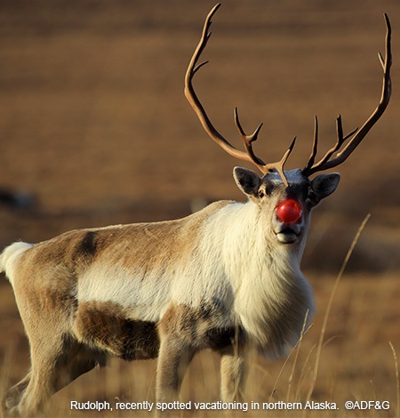 What does Rudolph do after the holidays? 18 awesome facts on reindeer habits and survival