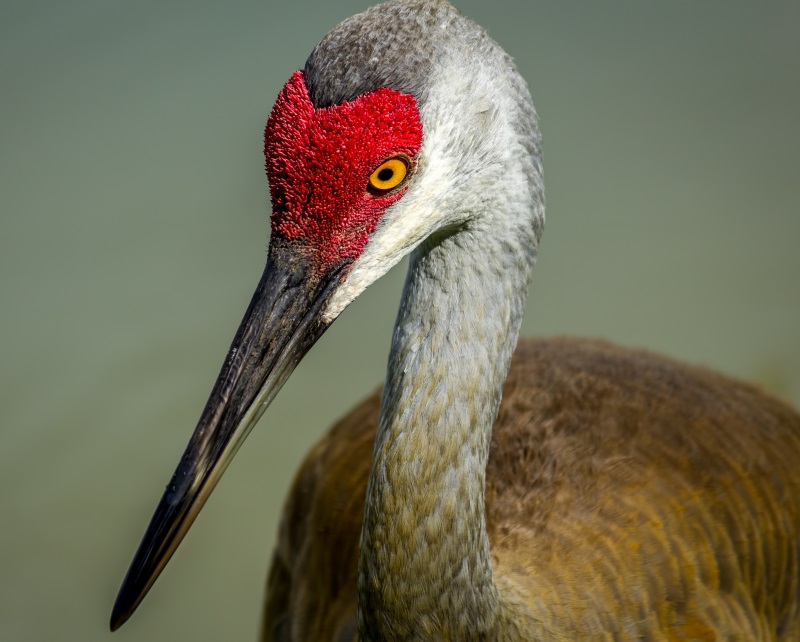 Flashy dancers, big talkers, and faithful mates, sandhill cranes might be the ultimate romantics
