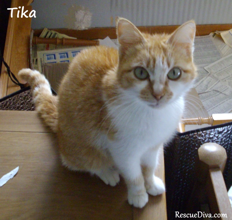 Rescue teamwork: How a starving, pregnant Greek cat hit the springtime adoption jackpot