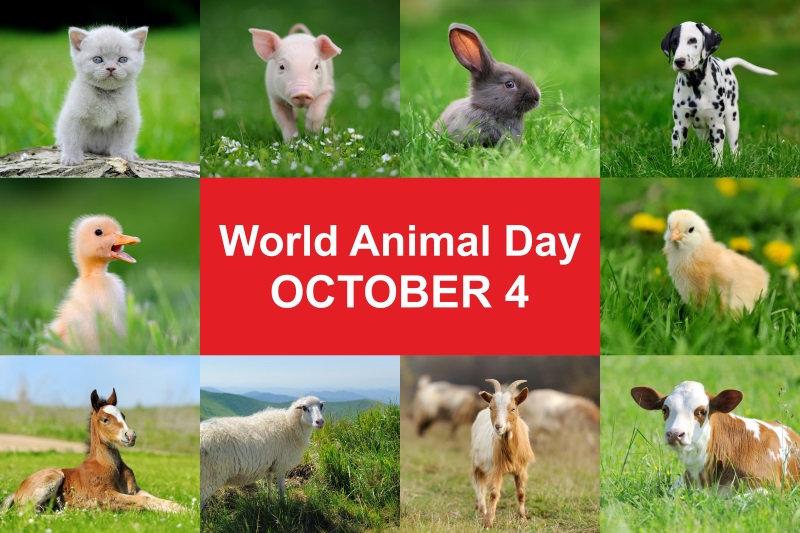 World Animal Day: Created by a writer, honoring the animals’ patron saint