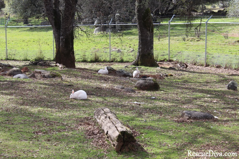 Sanctuary’s rescued rabbits represent rebirth and renewal