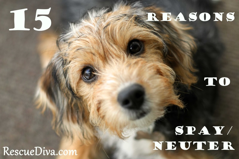 San Diego shelter opens lowcost spay/neuter facility on World Spay Day