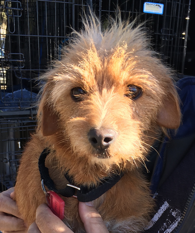 Ruff & Ready finds loving families for dogs at risk of euthanasia at overcrowded shelters
