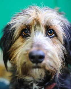 ‘Love at first sight’ when adopters spot photo of shy street dog: Rescue Diva cover model Alfie