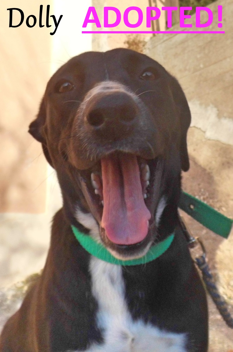 ADOPTED! ‘Adores people’: Tied to a post and beaten, rescued dog Dolly forgives humans, seeks forever family