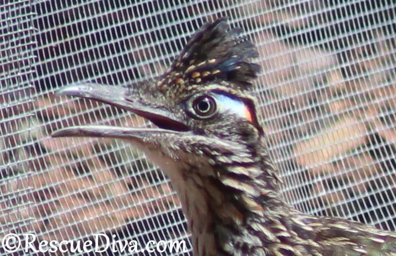Awesome Animal Facts: Roadrunners eat rattlesnakes, sweat salt through their noses, star in cartoons