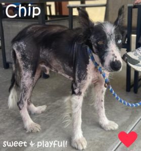 Left behind when owners moved, playful senior dog seeks forever family