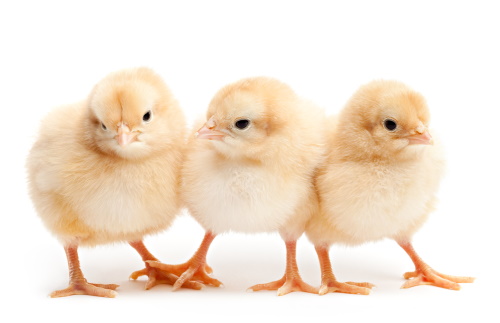 5 animals who are smarter than you thought