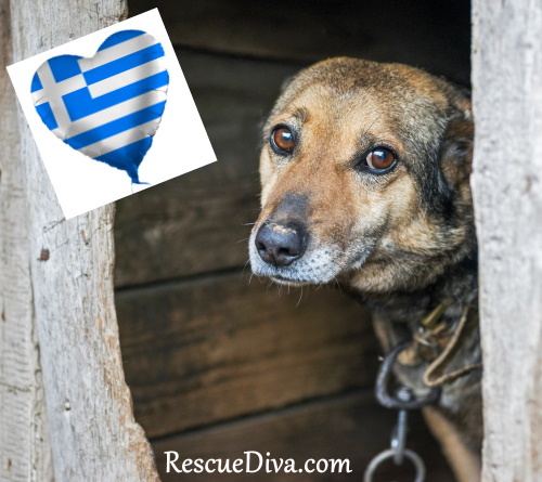 Saying ‘no’ to animal abuse: Greece’s heroic, gentle army of rescuers