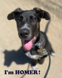 Sweet puppy’s mom killed by car—now seeks forever family