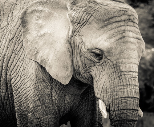 ‘Sends chills up one’s spine’: How elephants seem to grieve their dead