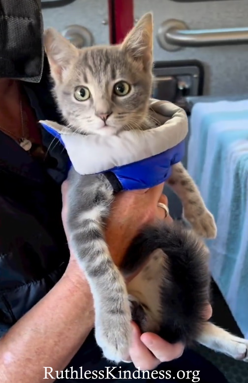Why Rescue Diva is doubling your donations to 4 animal rescue groups