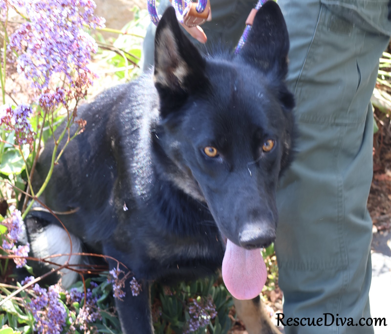 Team effort saved two terrified German shepherds who were hiding under a house